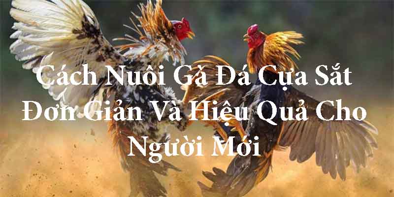 Cách nuôi gà đá cựa sắt