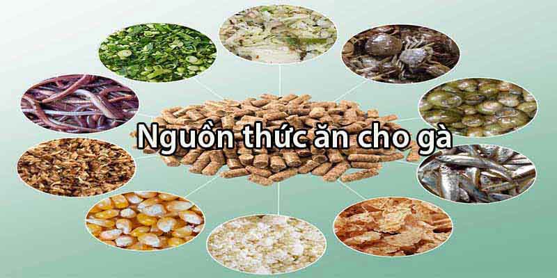 Gà đá cũng nên có chế độ dinh dưỡng phù hợp nhu cầu